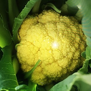 Broccolo d'oro.jpg