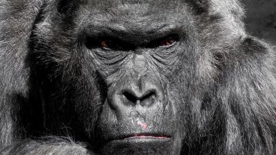fig. 9 - lo sguardo di un magnifico esemplare di gorilla.jpg
