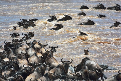 Gnu.jpg