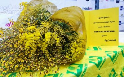 Mimose.jpg