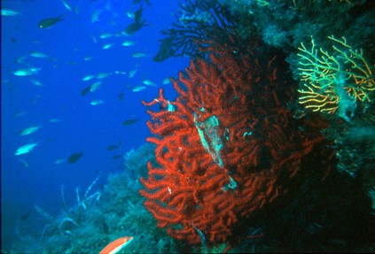 Paramuricea_clavata.JPG