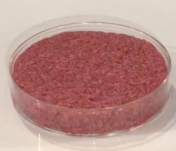 Presentazione del primo hamburger “coltivato” al mondo (ancora crudo).png