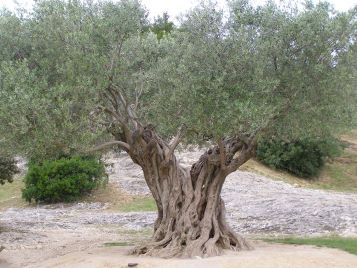 alberi-di-ulivo.jpg