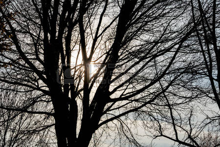 albero-nel-sole.jpg