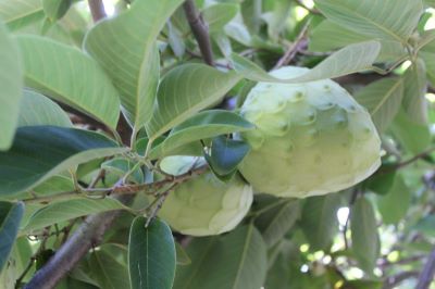 annona prodotta a Reggio calabria.jpg