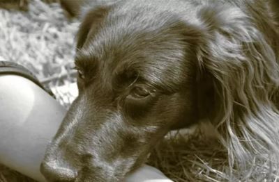 cane-malato.jpg