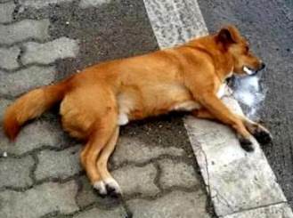 cane avvelenato.jpg