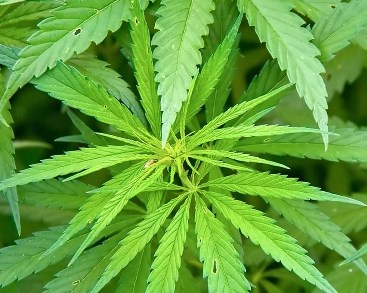 cannabis (2).jpg