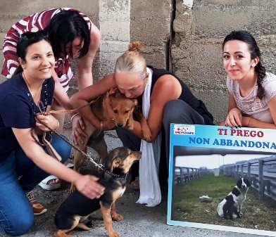 celentno e cani.jpg