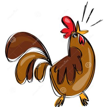 gallo-che-canta.jpg
