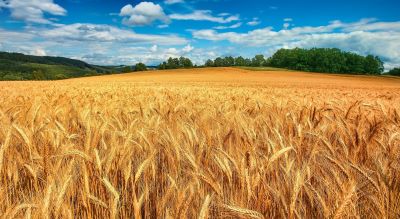 grano_campo.jpg