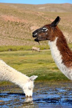 lama-che-mangia.jpg
