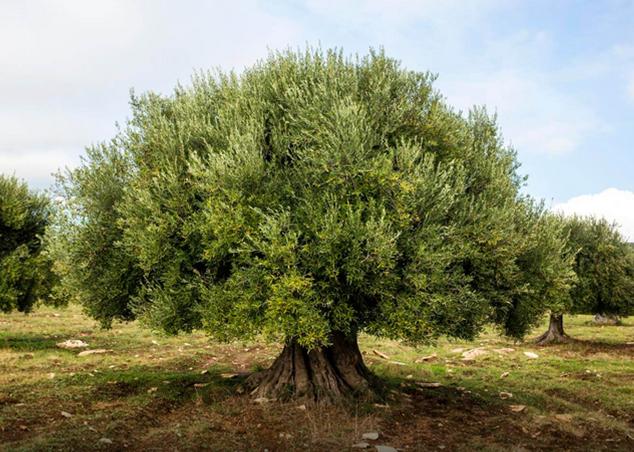 natural f Giuseppe laera.1.jpg