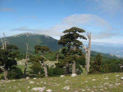 pollino.jpg