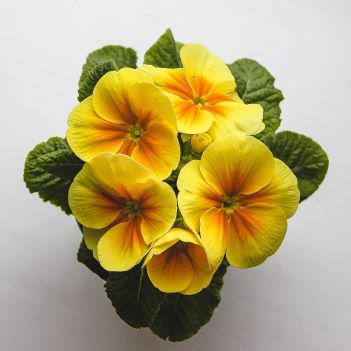 primula+vulgaris+fiore.jpg