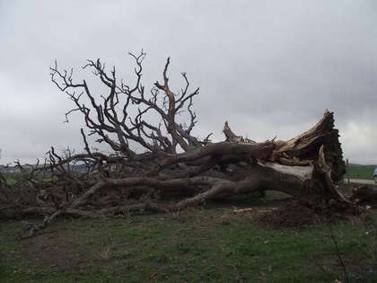quercia.jpg