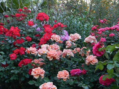 rose.jpg