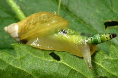 succinea_mit_leucocholoridium.630x360.jpg