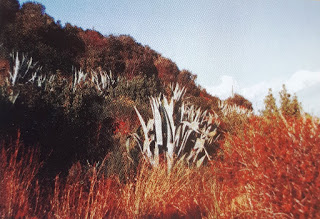 z 16 - Macchia mediterranea.jpg