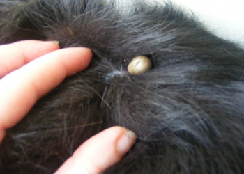zecca-del-cane.jpg
