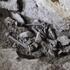 Gli scavi archeologici di San Lorenzo Bellizzi riscrivono la storia della Calabria