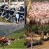 Coldiretti Calabria: assurdo paragonare le stalle alle fabbriche!